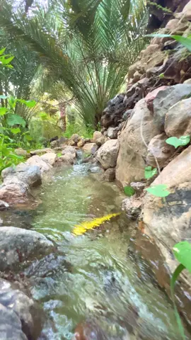 #وادي_شافان_الصفاء_الخابوره  #سلطنة_عمان🇴🇲  #تصويري📷  #اكسبلورexplore 