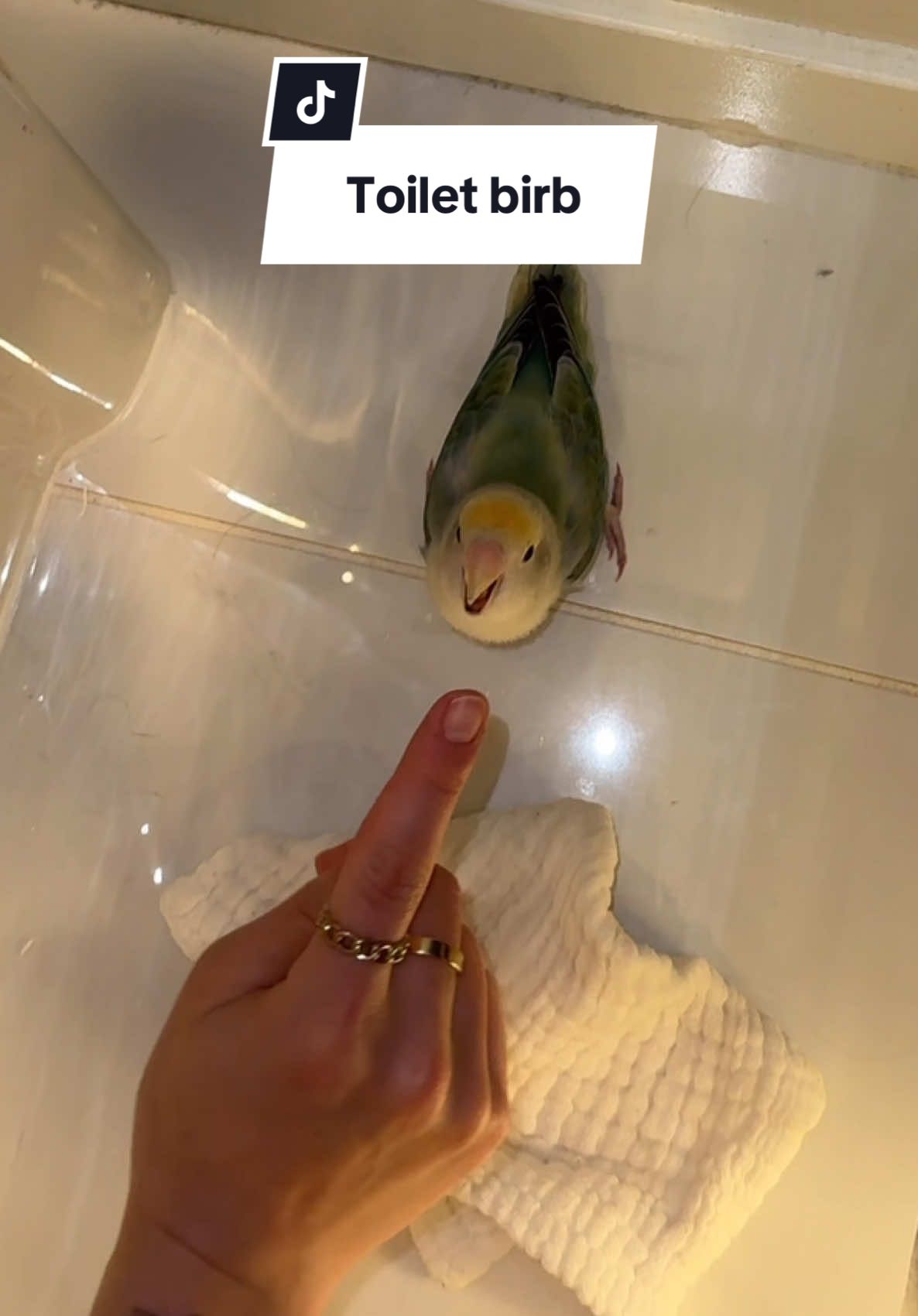I don’t know how she keeps finding new places  #funnypets #birdtok #funnyanimals #pethumor 