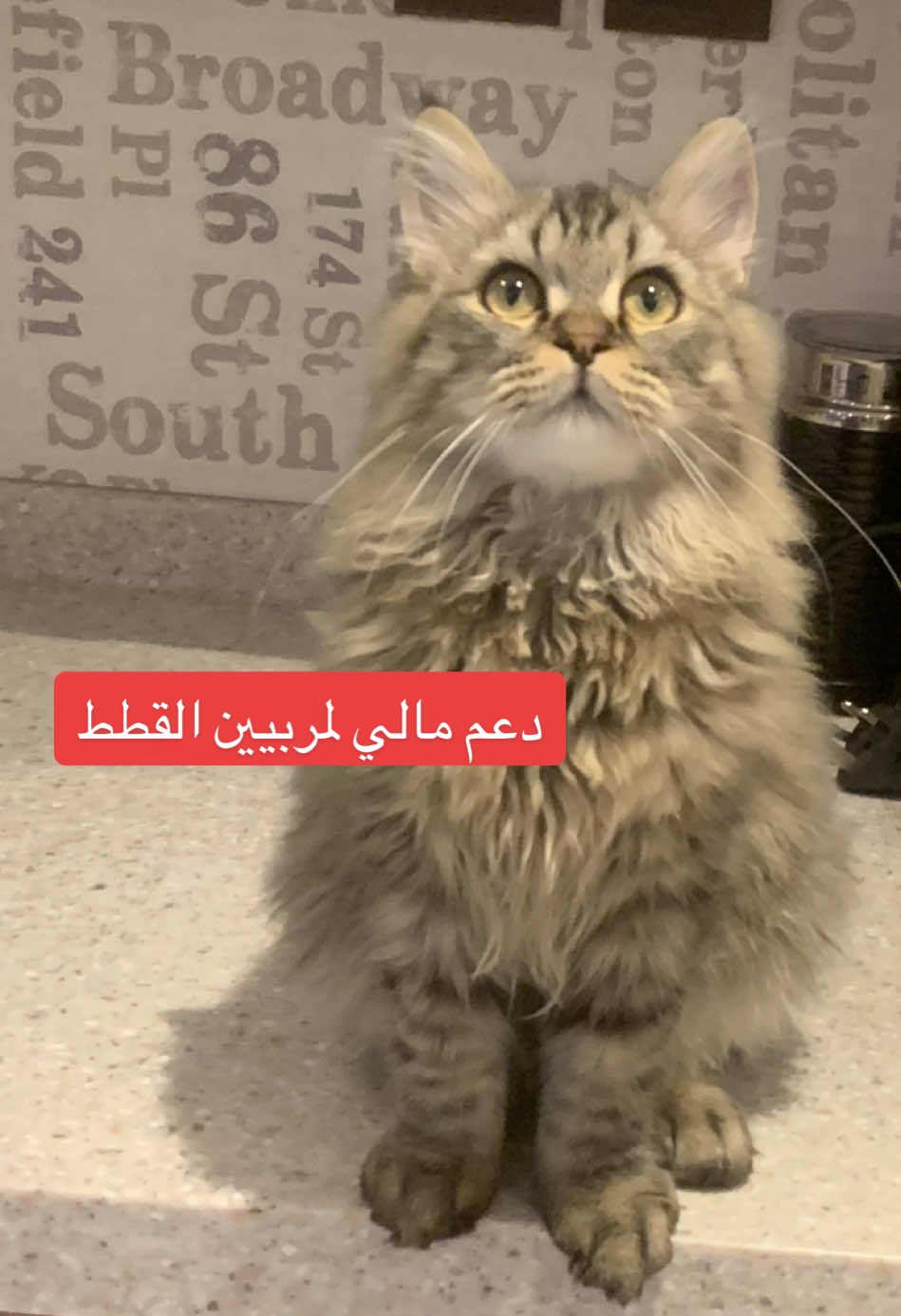#foryou #دعم #قطط  #عيادات_بيطرية #لقمة 