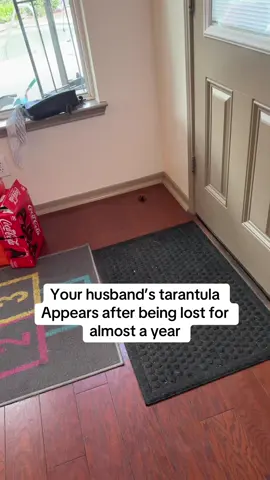 And my husband isn’t home 😭😭😭 #tarantula #fyp #lostspider 