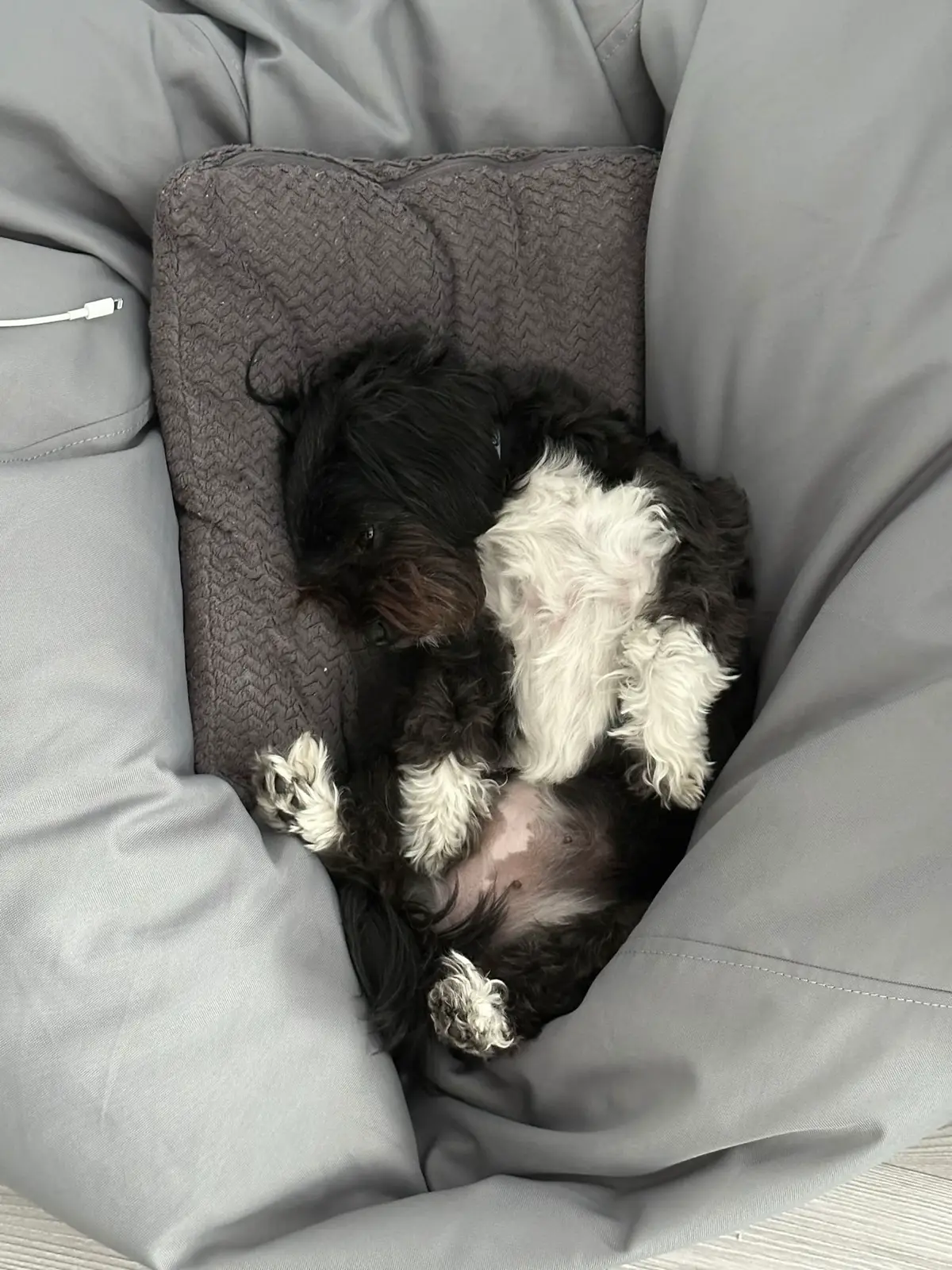 #fyp #mydog #bellathehavanese #bichon 