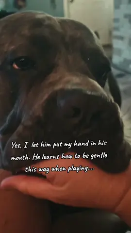 #canecorso #learningtobegentle  #corsomom #wedowhatwewant 
