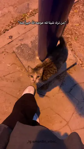 من ترك شيئا لله عوضه الله خيراً منه❤️ #fyppppppppppppppppppppppp #القاء #بودكاست #dz #pourtoii 