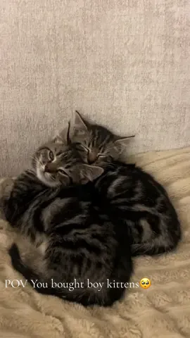 Meet Milo and Murphy who have joined our beautiful home and small family 🤎🖤#fyp #foryoupage♥️♥️ #foryoupage #kittens #newpets #catlife #cutekittens #tabbykittens 
