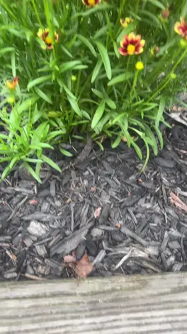 #floresbellas🌺 #calimba🎶❤️ #LIVEIncentiveProgram #LIVEwithlowfollowers #PaidPartnership 