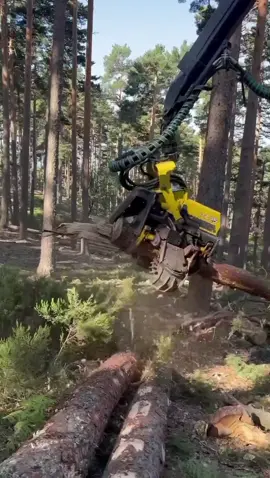 Harvester power Crushing with precision #lumberjack #forest #johnderee #harvester #viralvideo 