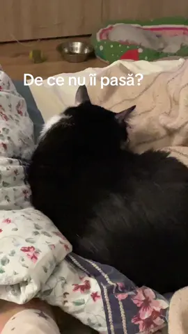 #fyp #f #catsoftiktok #cat #fy 