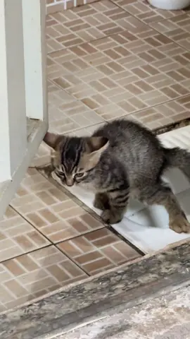 #cute #funny #animals 