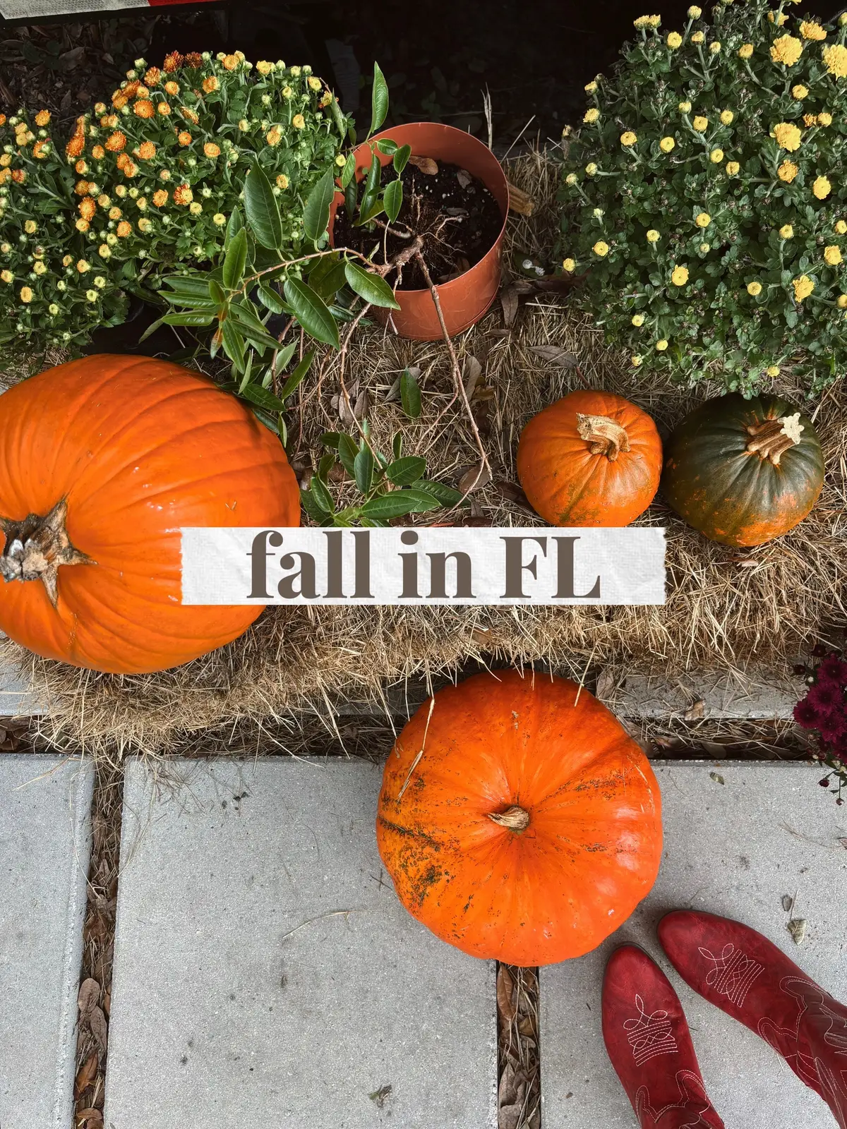 Doing my annual singular fall festivity 