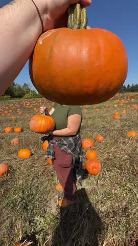 the best little pumpkins in the patch 🎃#autumn #pumpkinseason 