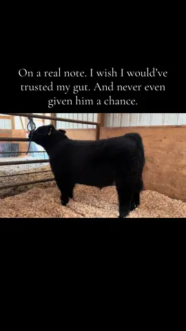 #fypppppppppppppppppppppp #showsteer #foryoupage #showcattlelife 