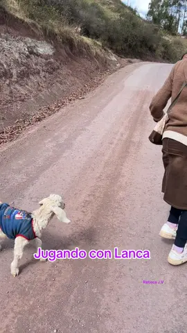 Jugando con Lanca  #vidadelcampo #jugando #😁😁😁😁😁😁 #🤣🤣🤣🤣🤣🤣🤣🤣🤣 #humor 
