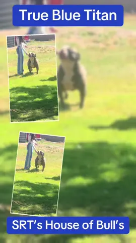 #CapCut #puppiesoftiktok #coloredamericanbulldogs #bulldogsofcolor #bulldogsoftiktok 