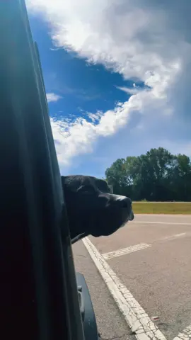 Coolest jeepster ever #pitmix #jeeplife #life #highway #cruise