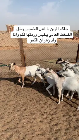 #خميس_مشيط #اابها #احد_رفيدة 