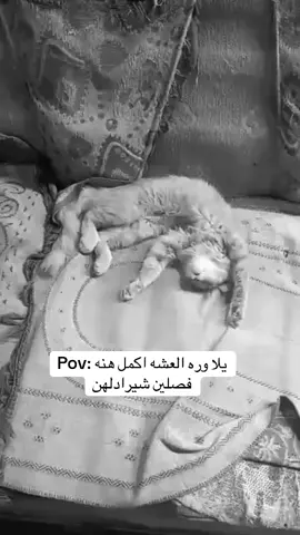 من دلي العلا زهر الليالي#fyp #explore #like #الشعب_الصيني_ماله_حل😂😂 