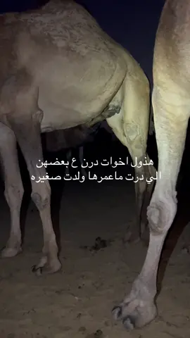 اخوات ودرن ع بعضهن وهن كبر بعضهن ولا عمرهن ولدن  سبحان الله #