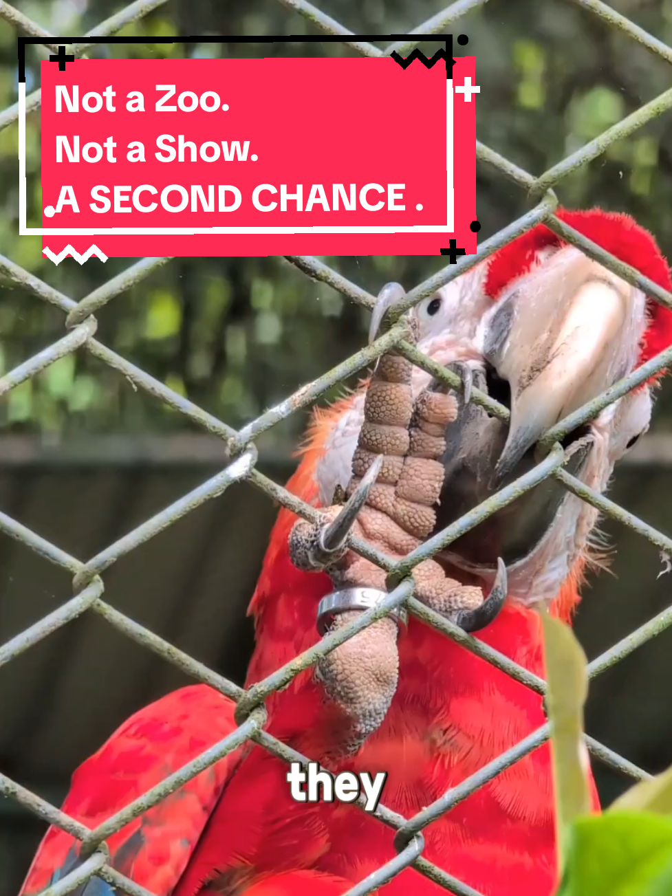 A place where compassion has a heartbeat. Thank you, Natuwa Sanctuary, for giving second chances to those who lost everything. 💚   #CostaRica  #wildlifesanctuary  #WildlifeConservation  #travelwithpurpose 