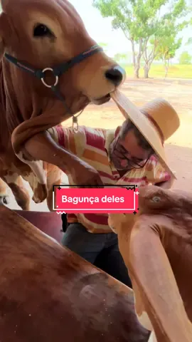 Soberano e estrelinha terivel #foyour #viralditiktok #viral #pecuariabrasil🇧🇷🐂🐂🐂🐂 #sertanejo 