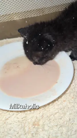 The addiction is tearing us apart #fyp #kittensoftiktok #milkaholic 