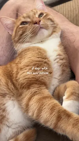 My baby you are so loved 🤍🤎 #adopted #luckyboy #mommysboy #furbabylove #catsoftiktok 