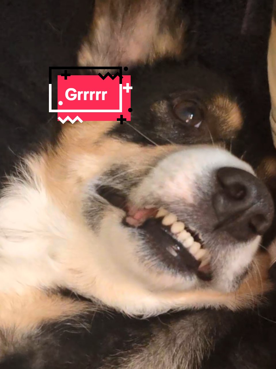 #Loki thinks he's so mean #sillydog #corgi #littledog #goofy 