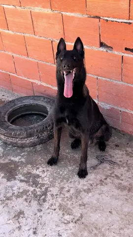 #عشاق_كلاب_المالينو🤬🥰 #maroco🇲🇦algeria🇩🇿tunisia🇹🇳 #egypt🇪🇬 #top_de_top❣️🥀 #bleu_mexicain #😍😍😍😘😘😘❤️❤️❤️💕💕🧿🧿🧿 