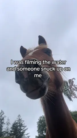 Met a friend #Hiking #autum #getoutside #horsestuff 
