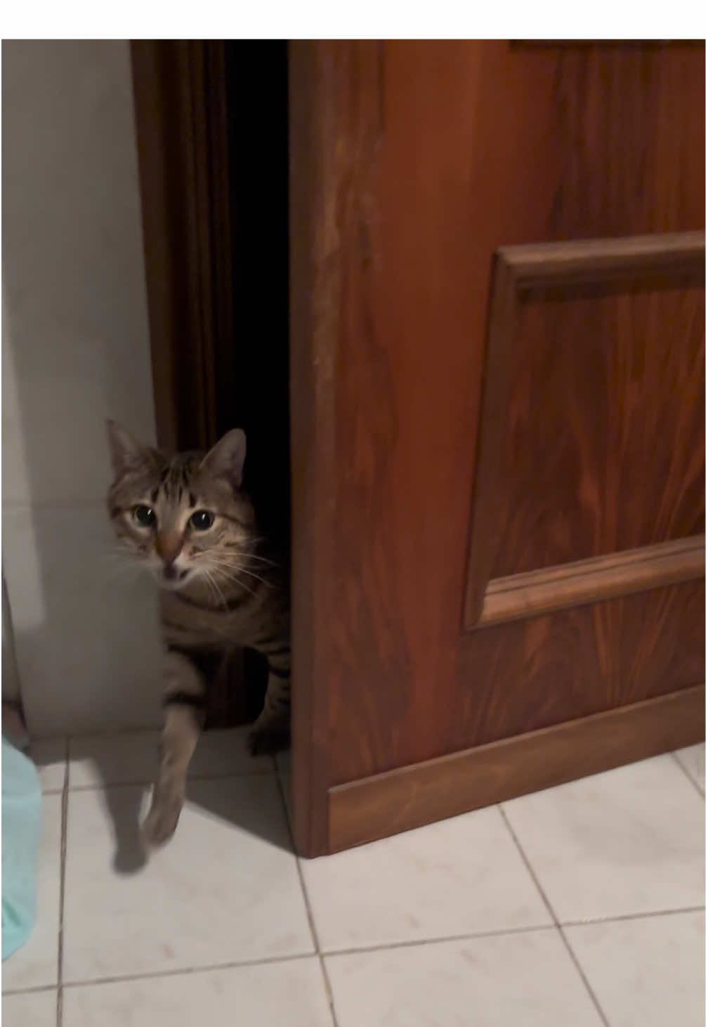 Dicono che i gatti non rispondono al richiamo. Serafino: smentisce elegantemente 😎 🇬🇧They say cats never come when you call them. Serafino: shows up like a boss. 😎 🇧🇷Dizem que os gatos nunca vêm quando você chama. Serafino: aparece como um chefe. 😎