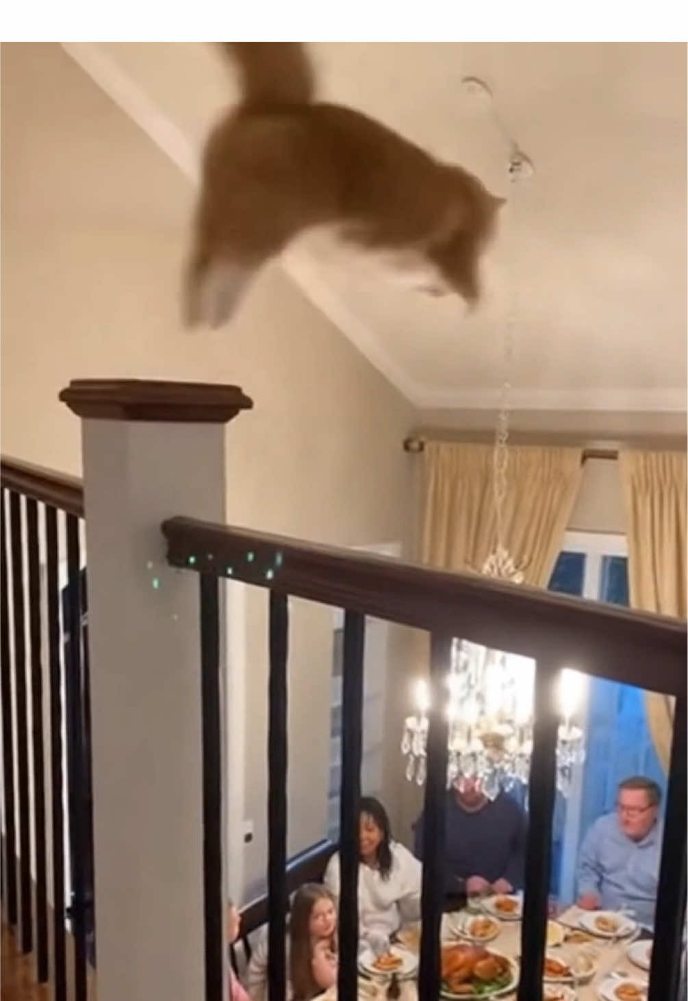 Omg she actually jumped 🫣😱 #catsoftiktok #cattok #PetsOfTikTok 