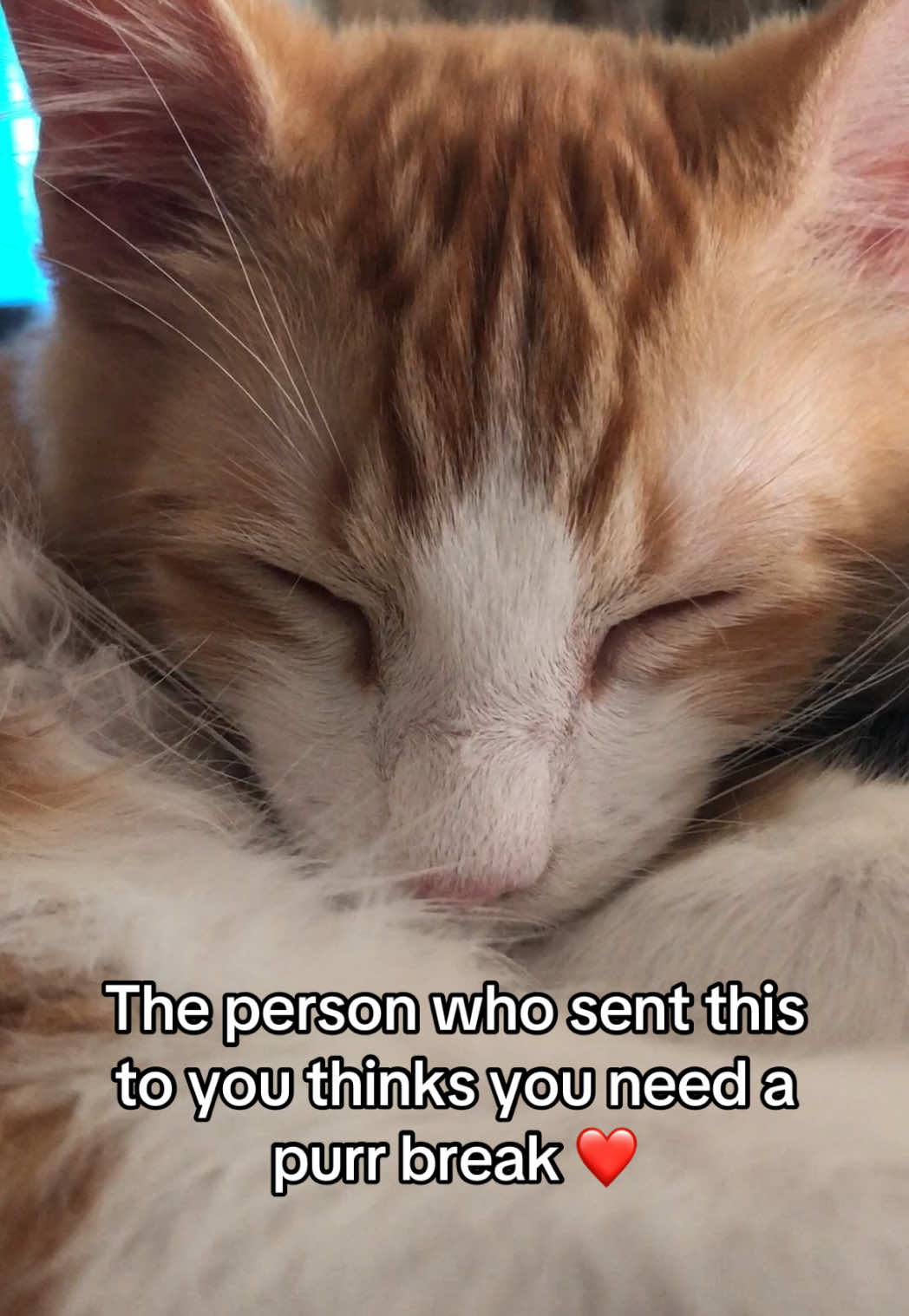 Purring has to be the most soothing sound on the planet 😌❤️ #purringkitten #regulateyournervoussystem #relaxingvideos #kittencuteness #catnap 
