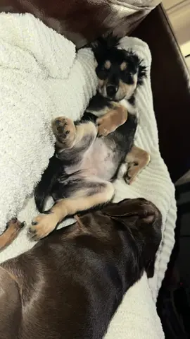 Replying to @Sky Miranda Pupdate on Peanut and Pebbles Update I need your guises help on how to deal with pebbles’s potty training. 90% of the time she goes on a pee pad 10% she goes wherever she wants, but she’s intimidated of our doggie door and going outside on the full grass and our balcony… Send help all tips are appreciated!  #pupdate #puppylife #puppytraining #rescuepuppy #dogmom