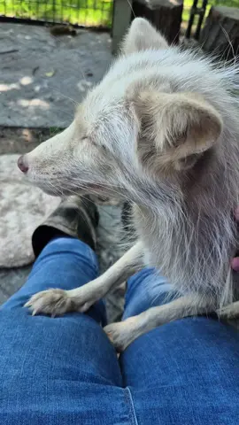 Luna being a silly #foxesjourney #fox #rescue #Luna #lunafox