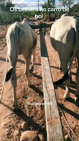#carrodeboi #roça #fazenda #video #viral 