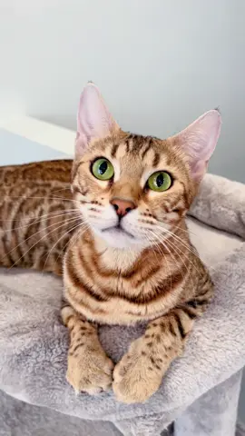 Never enough!! A++ For Sure!! 😻 #bengalsembrace #bengalcats #bengalcat #cat #catlover 
