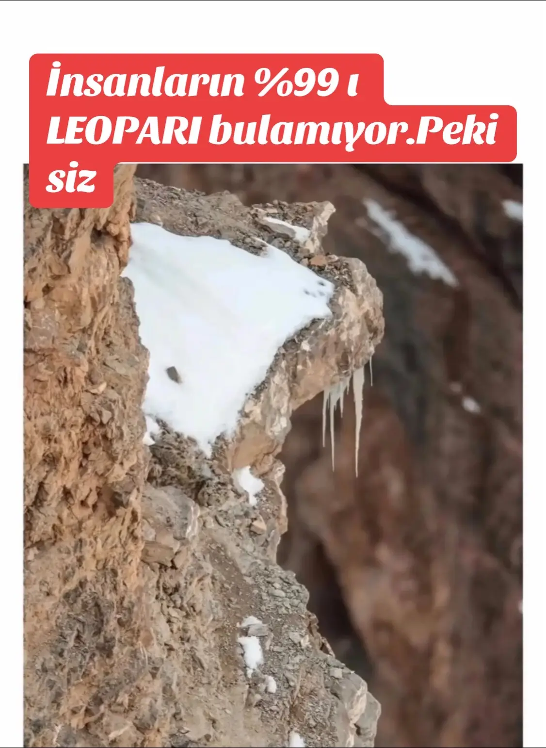 Hafıza oyunu , bakalım kim bulacak leoparı odak ve dikkat #leopard #hayvanlarıkoruyalım #kedi #köpek 