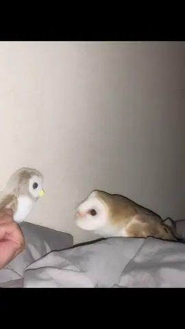 #フクロウの居る暮らし  #メンフクロウ  #family  #barnowl 