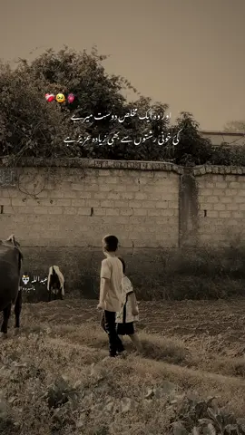 Yaar dost #btw_amw #dosti #hehe_amw 