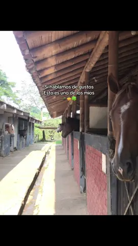 Carabineros #caballo #agropecuario #🐎 #viraliza #animales 