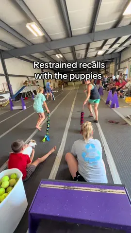 Restrained recalls with some of the puppies today at flyball practice! Trek, Whirlwind, and Relic, working on focusing on their own handler and not the other puppies and tugs! #whippetsoftiktok #puppiesoftiktok #whippetpuppy #puppytiktok #flyballtraining 