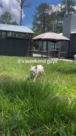 Our frenchies are looking for their new homes. #frenchies #frenchbulldog #puppy #bulldog #puppylove 