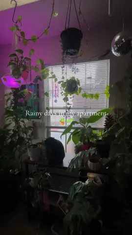 My favorite kind of day 🌧️ 🪴 #PlantTok #rainyday 