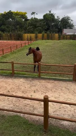 اذكروا_الله_وصلوا_على_رسول_الله #خيول_عربيه #خيول_جميله #خيول_أصيله #جموح_الخيل #فروسية 