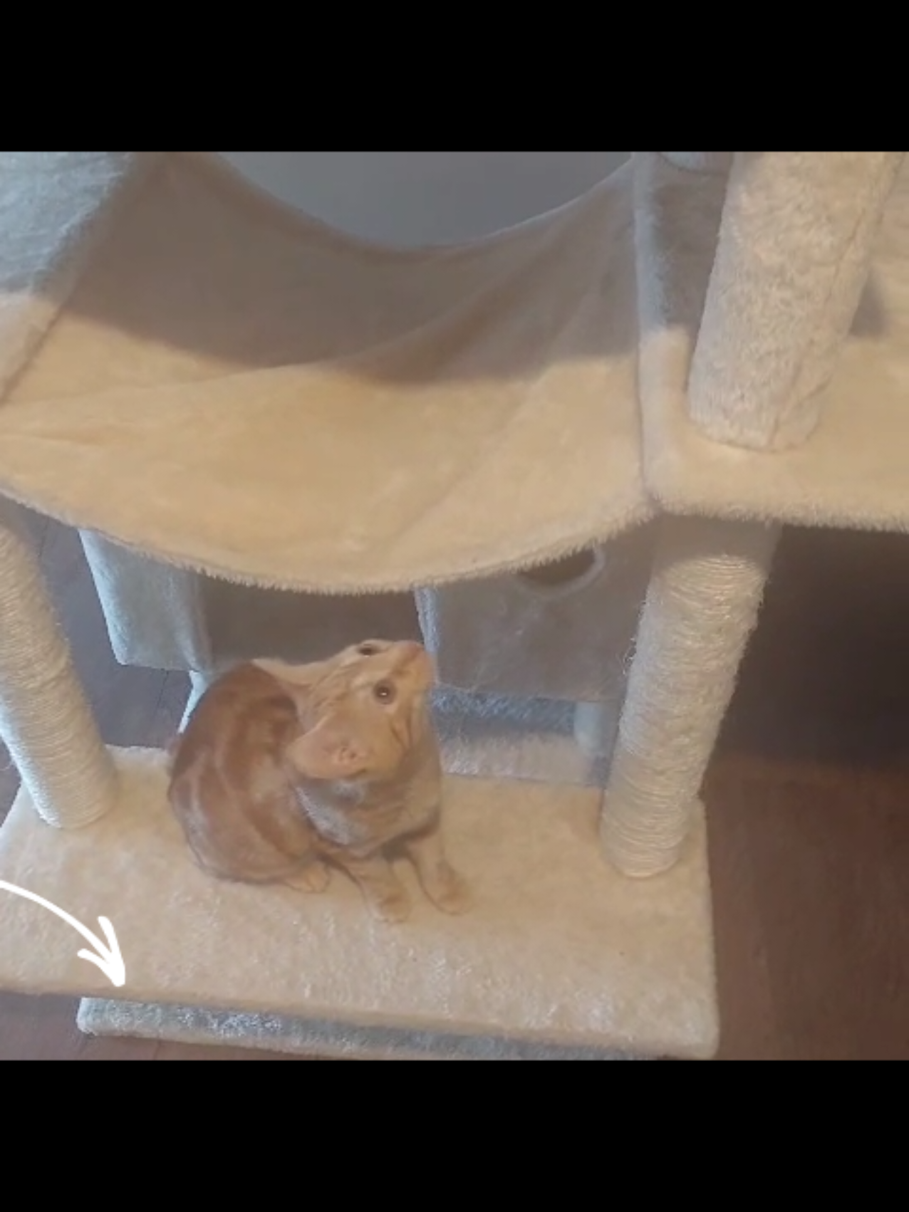 #dinoskill #katzenbaum #kratzbaum #katzen #cat 