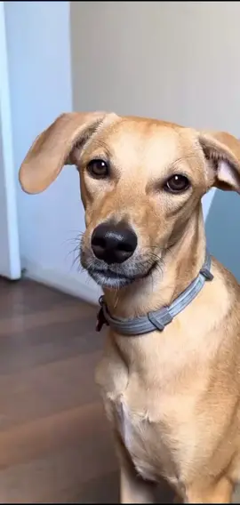 cachorros engraçados - Cleitinho Fubá vai ser presidente do Brasil #cachorrofeliznotiktok #animalsoftiktok #mypets #cachorrosengraçados #memes 