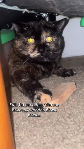 big meanie  #cats #fatcat #animals #fyp #evil 