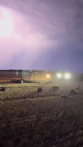 Fake guns no animals where harmed making this TikTok educational purposes only #fyp #birdhunting #geese #hunting #bands 