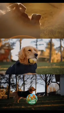 A VIDA DE UM CACHORRO VISTA COMO SE TIVESSE UMA IDADE HUMANA. ME CONTA NOS COMENTÁRIOS QUANTOS ANOS TEM O SEU AMIGO? SEGUE PARA MAIS VIDEOS. #CACHORRO #FUNNYANIMALS #ANIMALS #FUNNYVIDEOS #animaisnotiktok 