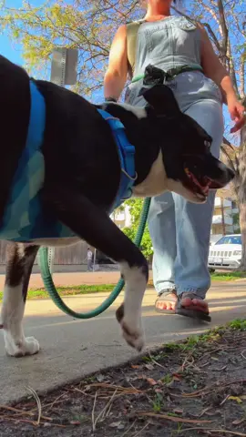 Dog walk outfits of the week 🐾 #OOTD #iykyk #fashion #dogwalk #outfitinspo 