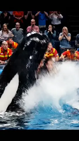 Ultra-realistic cinematic slow-motion of a marine show where a giant killer whale (orca) has a female trainer almost completely inside its massive jaws. Only her terrified face is visible outside the whale’s mouth, her eyes wide with fear and desperation. Rescue staff in bright red and yellow uniforms rush around in panic, pulling and using poles to try to save her. Water splashes violently at the pool’s edge, the audience in the background screams and covers their mouths in shock. Chaotic, dramatic, emotional, filmed with hyper-detailed realism and intense lighting.##dolphinincident #orcavstrainerincident #tamrietollison #dolphinattack #orcaincident 